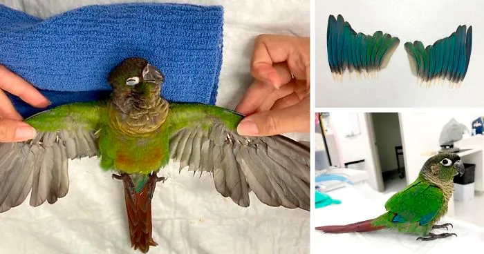 Vet Gives Parrot New Wings After Someone Severely Trims Them