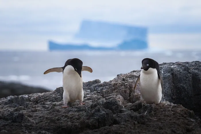 I Photographed Penguins In Antarctica And They Are Cuteness Overload (31 Pics)