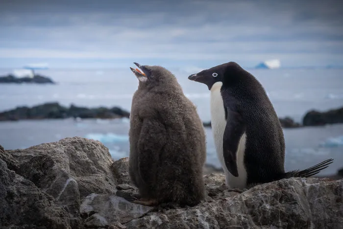 I Photographed Penguins In Antarctica And They Are Cuteness Overload (31 Pics)