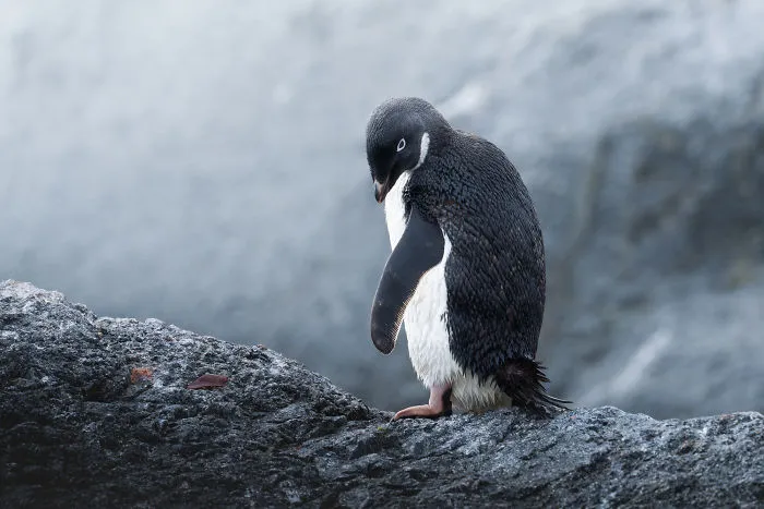 I Photographed Penguins In Antarctica And They Are Cuteness Overload (31 Pics)
