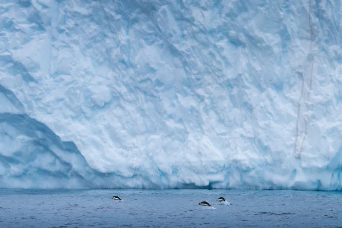 I Photographed Penguins In Antarctica And They Are Cuteness Overload (31 Pics)