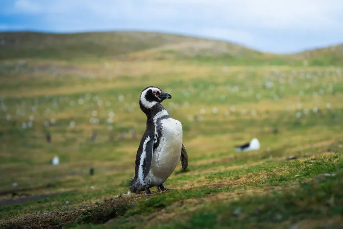 I Photographed Penguins In Antarctica And They Are Cuteness Overload (31 Pics)