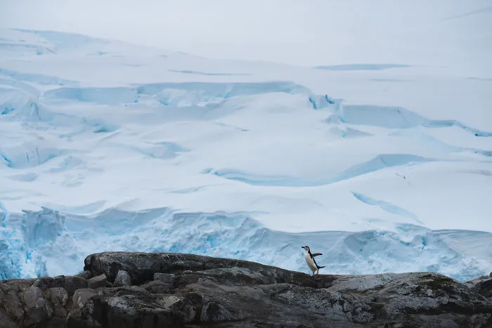 I Photographed Penguins In Antarctica And They Are Cuteness Overload (31 Pics)
