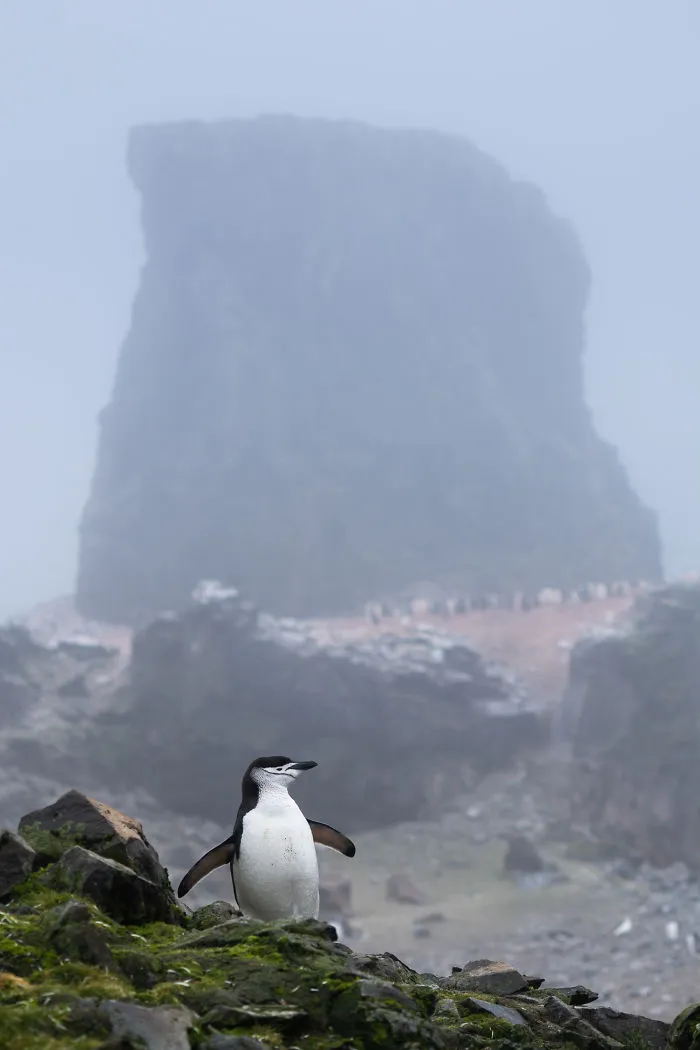 I Photographed Penguins In Antarctica And They Are Cuteness Overload (31 Pics)