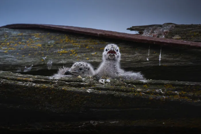 I Photographed Penguins In Antarctica And They Are Cuteness Overload (31 Pics)