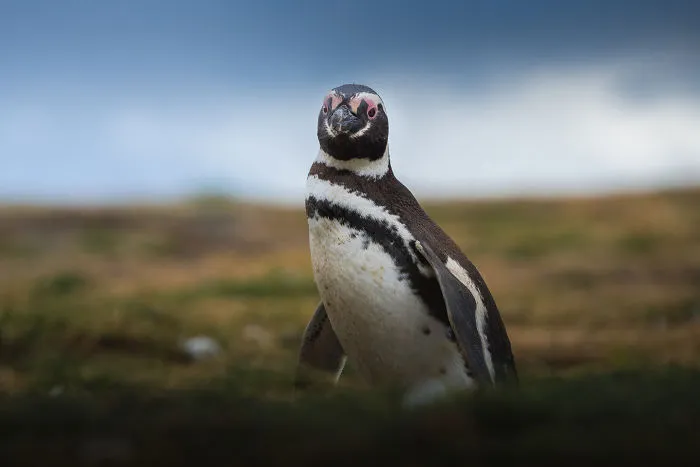 I Photographed Penguins In Antarctica And They Are Cuteness Overload (31 Pics)