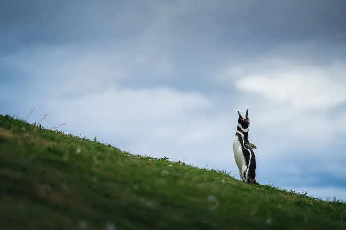 I Photographed Penguins In Antarctica And They Are Cuteness Overload (31 Pics)