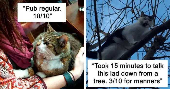 Twitter Account Encourages People To Rate The Cats They Meet On The Streets And It's Purrfect (30 Pics)