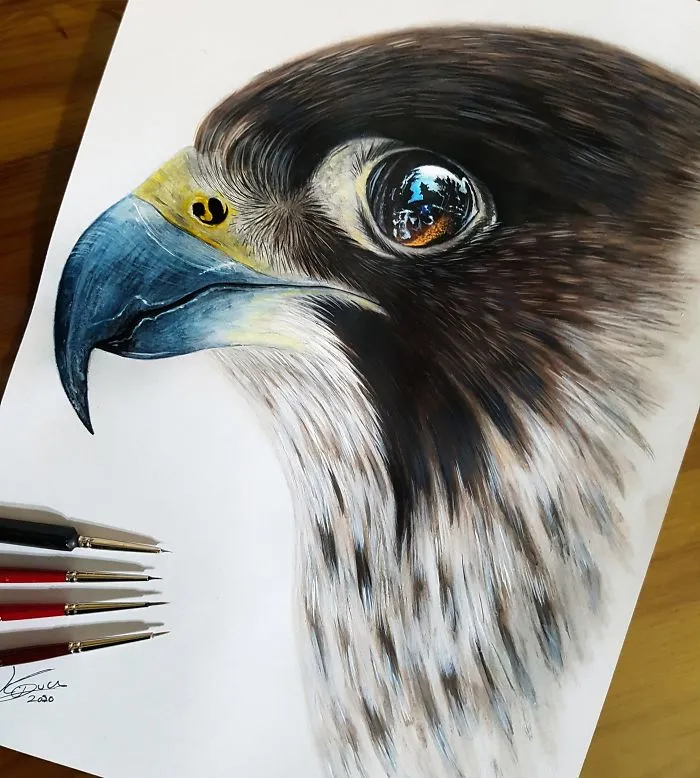 Peregrine Falcon