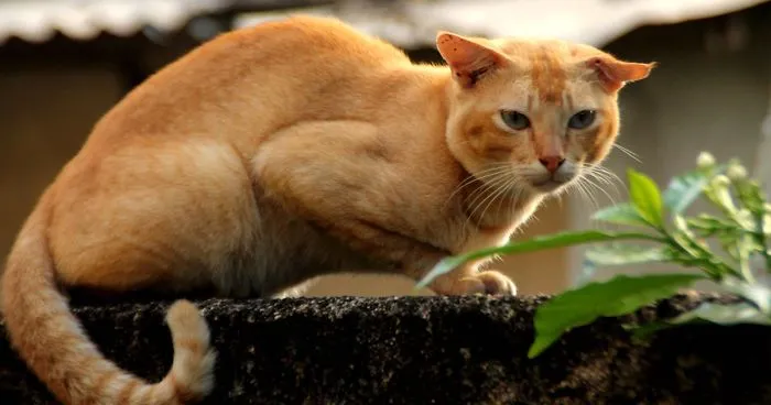 Once Again, PETA Angers People—This Time By Suggesting To Ban The Word 'Pet'