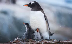 I Photographed Penguins In Antarctica And They Are Cuteness Overload (31 Pics)