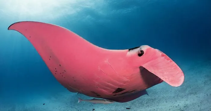 Diver Finds A Majestic Pink Manta Ray So Rare, He Thinks His Camera Is Broken At First