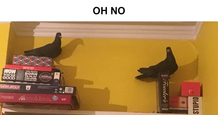 Woman Realizes Two Pigeons Have Been Sitting With Her In The Room For 2 Hours, Shares Everything In Hilarious Tweets