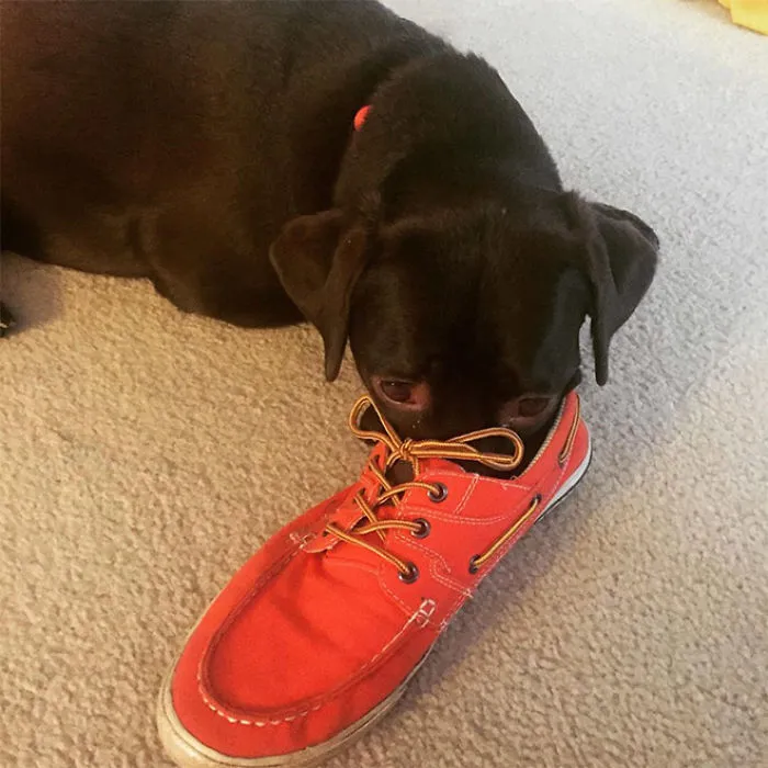 People Are Sharing Pics Of 'The Platypus' Dog To Brighten Up Their Day (30 Pics)