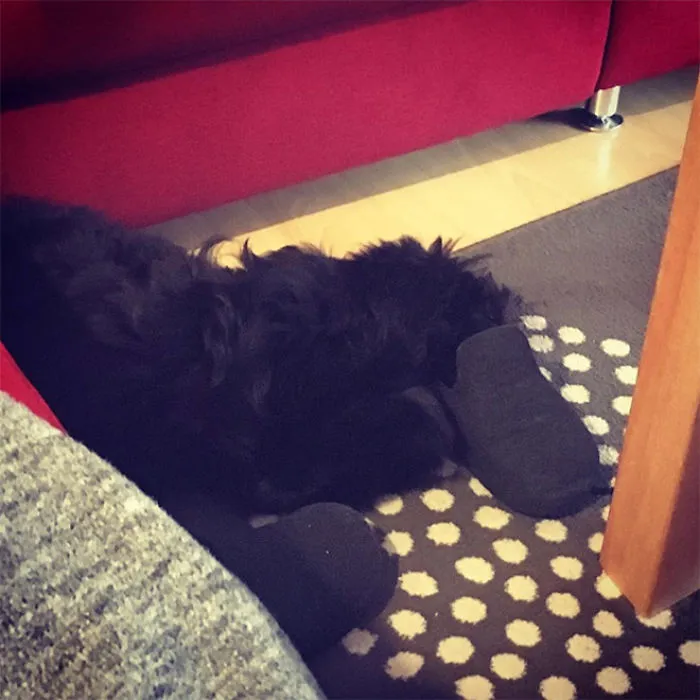 People Are Sharing Pics Of 'The Platypus' Dog To Brighten Up Their Day (30 Pics)
