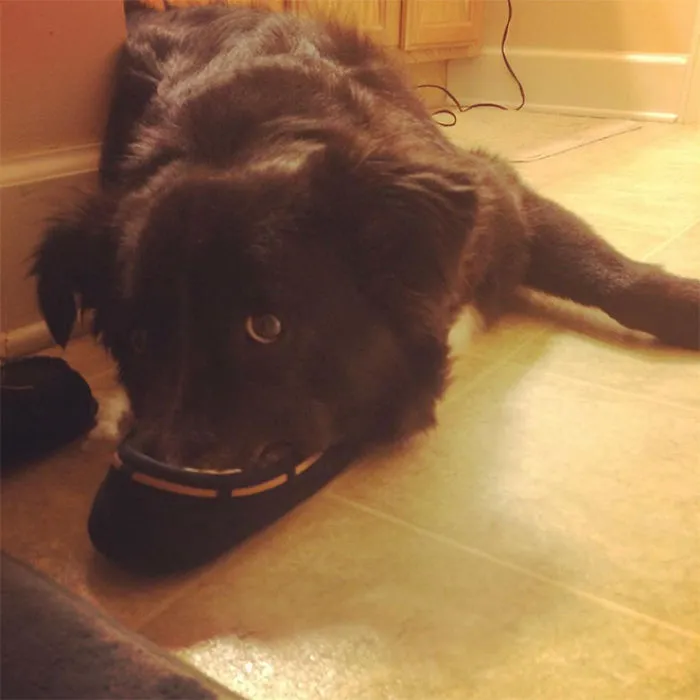 People Are Sharing Pics Of 'The Platypus' Dog To Brighten Up Their Day (30 Pics)