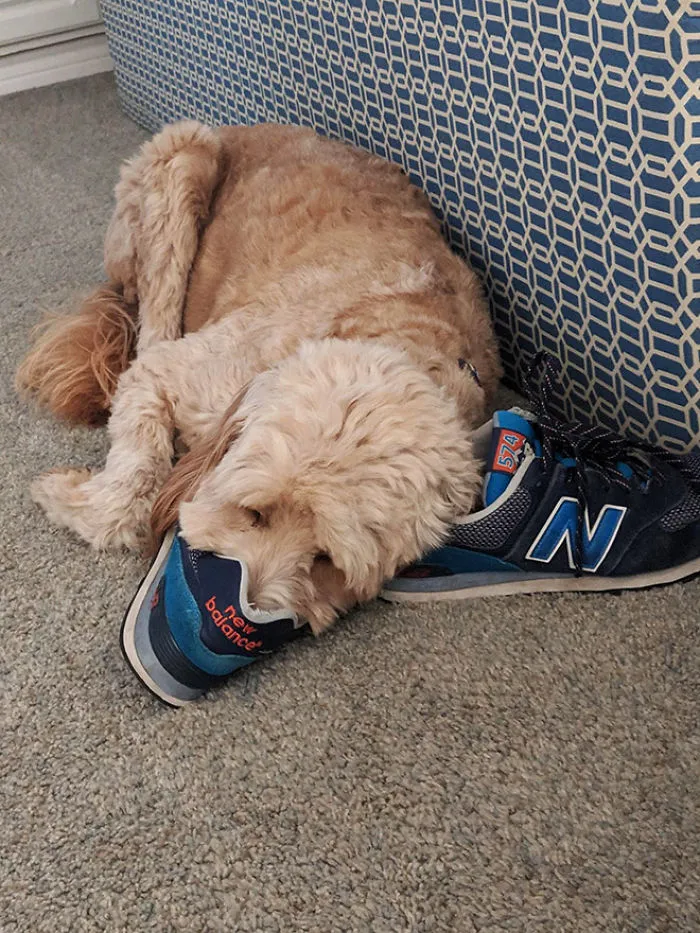 People Are Sharing Pics Of 'The Platypus' Dog To Brighten Up Their Day (30 Pics)