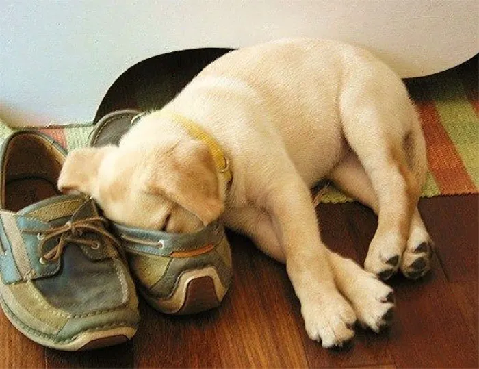 People Are Sharing Pics Of 'The Platypus' Dog To Brighten Up Their Day (30 Pics)