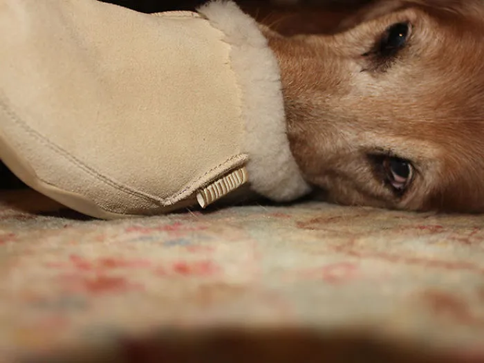 People Are Sharing Pics Of 'The Platypus' Dog To Brighten Up Their Day (30 Pics)