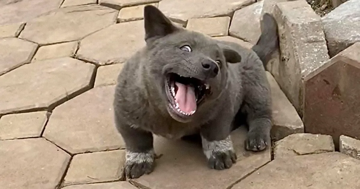 La gente dice que este cachorro parece un híbrido de gato y perro, y sus expresiones son divertidísimas