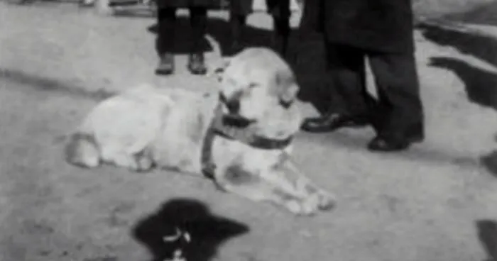 Rare Photos Of Hachiko Patiently Waiting For His Owner Have Surfaced And It's Heartbreaking To See