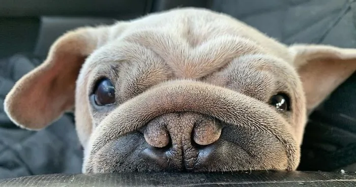 Meet Mork, A Puppy That Was Saved From A Slaughterhouse And Looks Like Baby Yoda