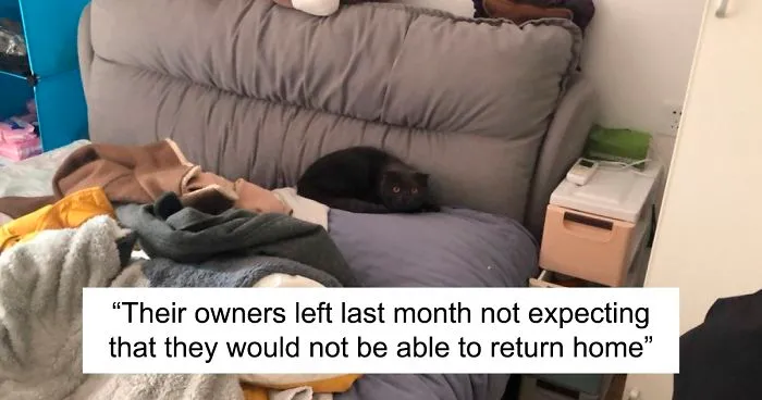 Animal Rescuers Are Breaking Down Doors Of Private Apartments To Rescue Animals Left Behind Due To Coronavirus Outbreak