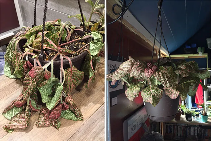 Rescued From Lowe’s. Last Night vs. This Morning!