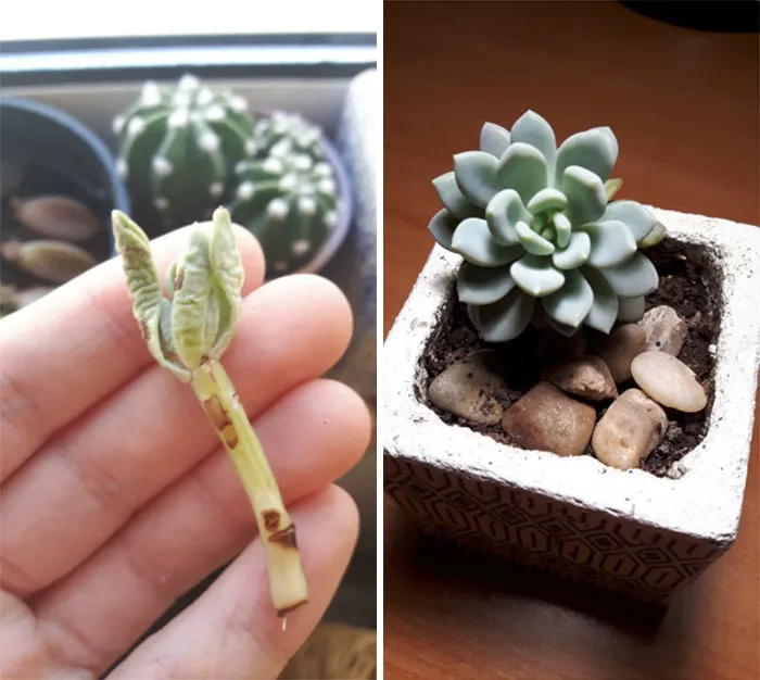 I Found This Little Cutting About A Year Ago, Now It Is Thriving On My Window!