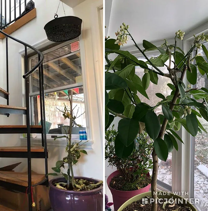 10 Months Later, Lemon Tree Is Back From The Dead!