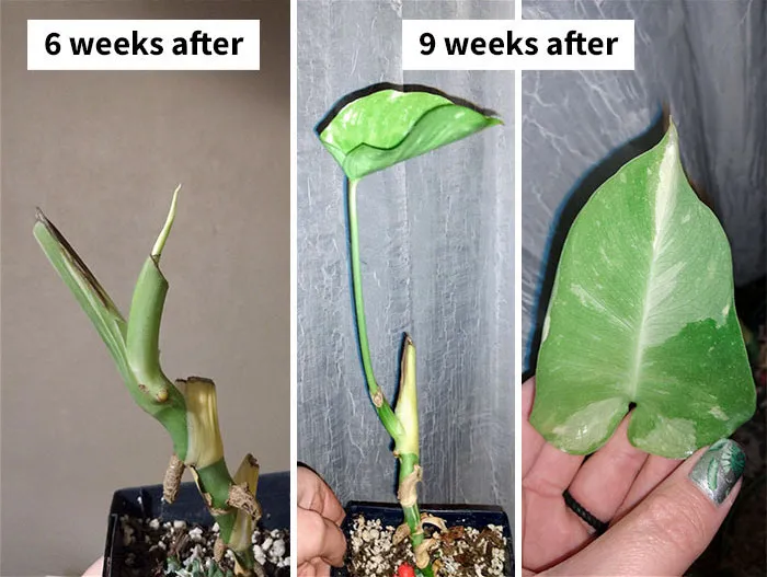 I Recently Had A House Fire Kill Most Of My Plants, My Thai Constellation Refused To Give Up