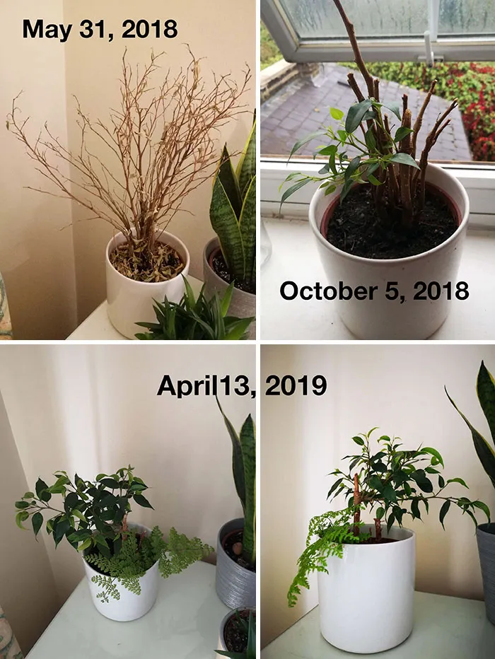 An Old Flatmate Left This "Dead" Plant Behind And I Nursed It Back To Health