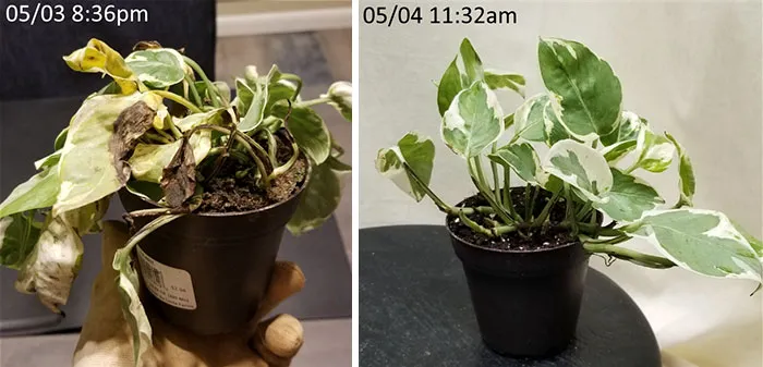 Found This Guy Underneath The Discount Table At Walmart. The Cashier Asked Me Why I Was Buying A Dead Plant. 15 Hours Later...