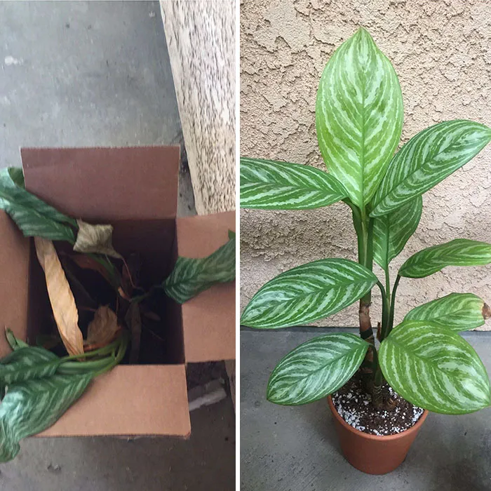 The Difference A Year Makes! I Rescued This Little Guy In June 2018 And He’s Thriving Now!