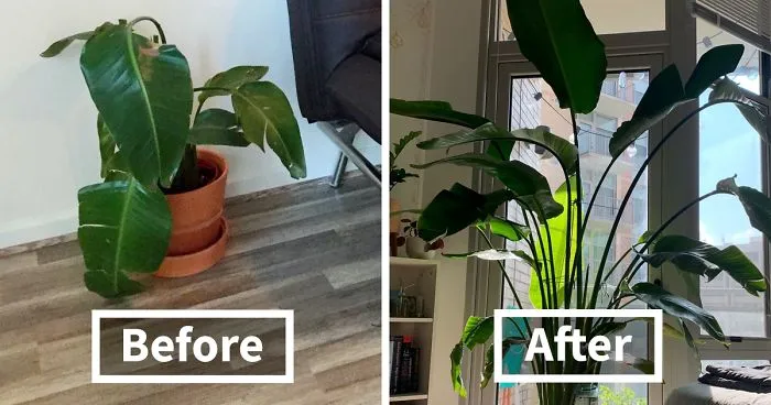 These 30 Amazing Comebacks Made By Plants Are Oddly Inspirational