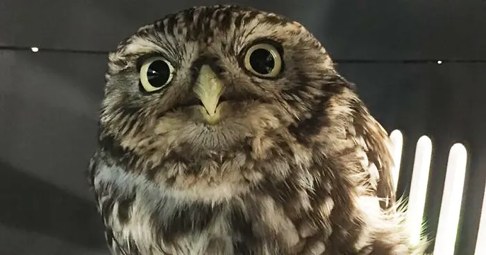 ‘Extremely Obese’ Owl Was Rescued After Being Too Fat To Fly