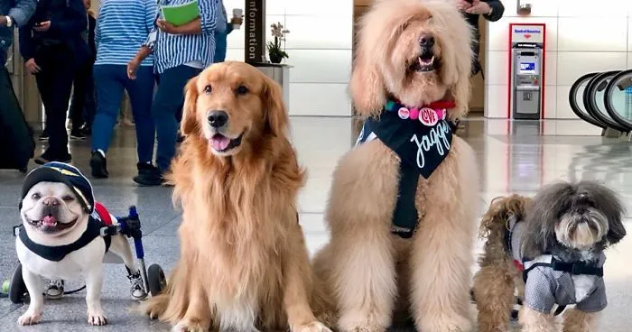 San Francisco Airport Has A "Wag Brigade" That Consists Of 22 Dogs And 1 Pig