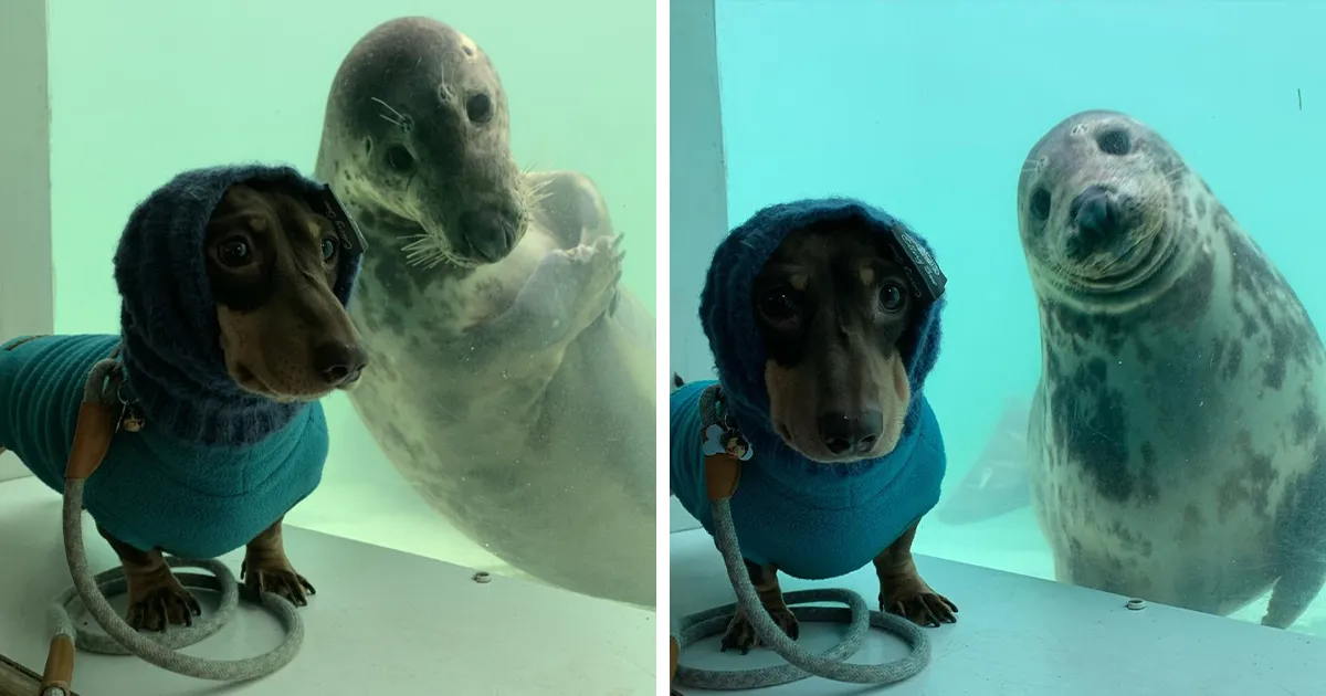 Este perro salchicha conoció a una foca durante sus vacaciones y enseguida se hicieron amigos
