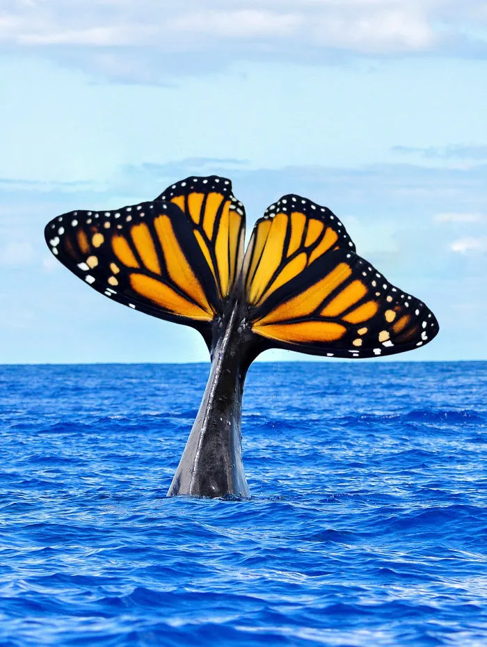 Butterwhale