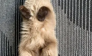 Meet Ikiru, The King Of Bleps Who Is Taking The Internet By Storm (30 Pics)