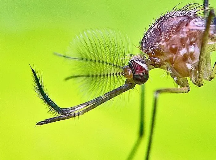 Indian Photographer Captures Colorful Spiders And Other Cute Critters In His Stunning Photographs (71 Pics)