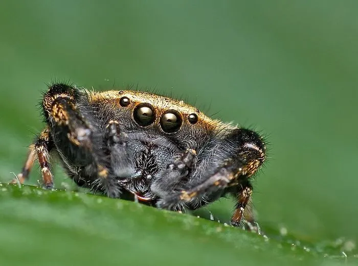 Indian Photographer Captures Colorful Spiders And Other Cute Critters In His Stunning Photographs (71 Pics)
