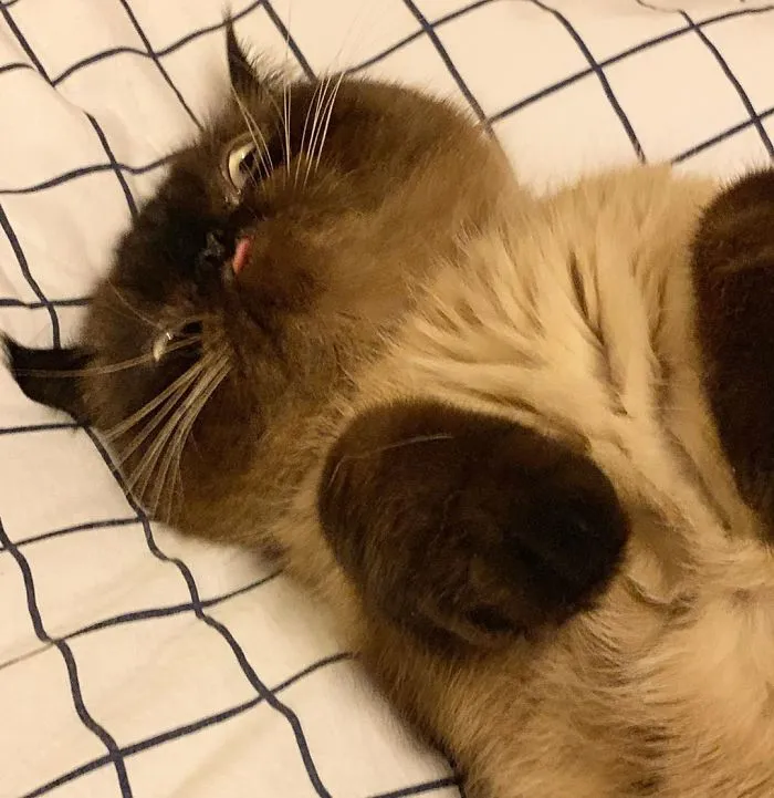Este es Ikiru, el gato con la lengua fuera que ha conquistado internet (30 fotos)