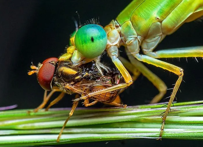 Indian Photographer Captures Colorful Spiders And Other Cute Critters In His Stunning Photographs (71 Pics)