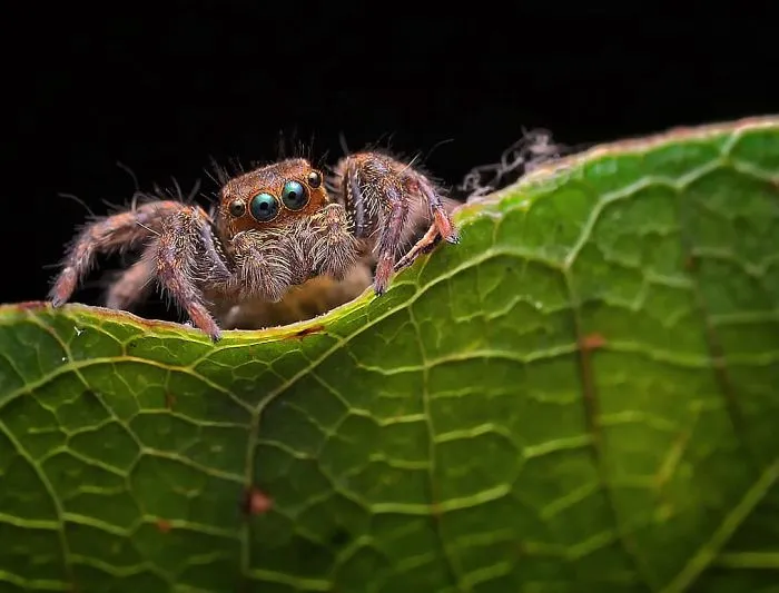Indian Photographer Captures Colorful Spiders And Other Cute Critters In His Stunning Photographs (71 Pics)