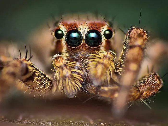 Indian Photographer Captures Colorful Spiders And Other Cute Critters In His Stunning Photographs (71 Pics)