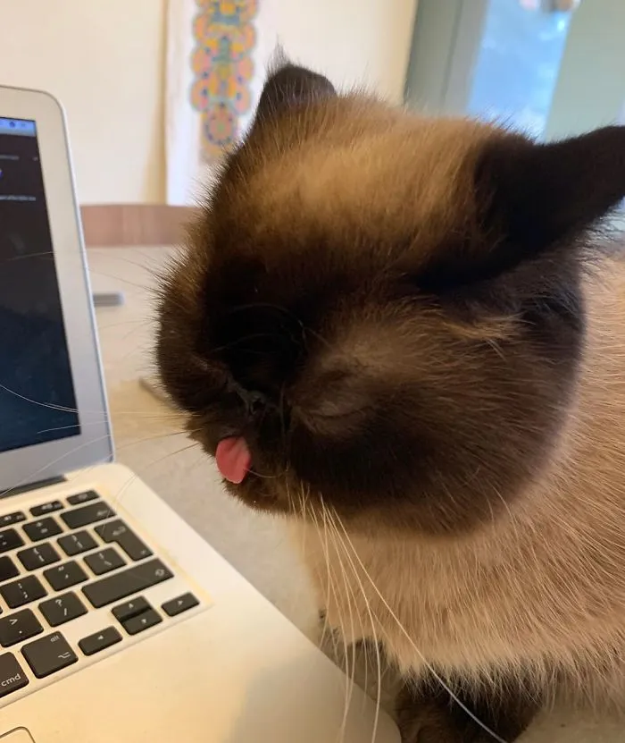 Este es Ikiru, el gato con la lengua fuera que ha conquistado internet (30 fotos)