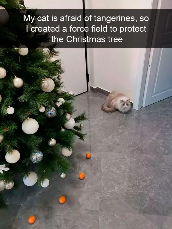 35 Hilarious Cat Snapchats That Will Put A Smile On Your Face (New Pics)