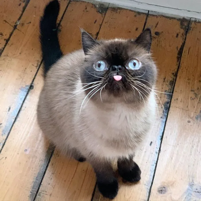 Este es Ikiru, el gato con la lengua fuera que ha conquistado internet (30 fotos)