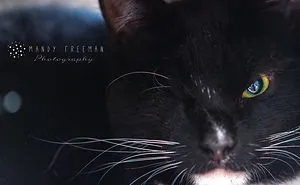 These Rescue Animals Are Perfectly Imperfect (10 Pics)